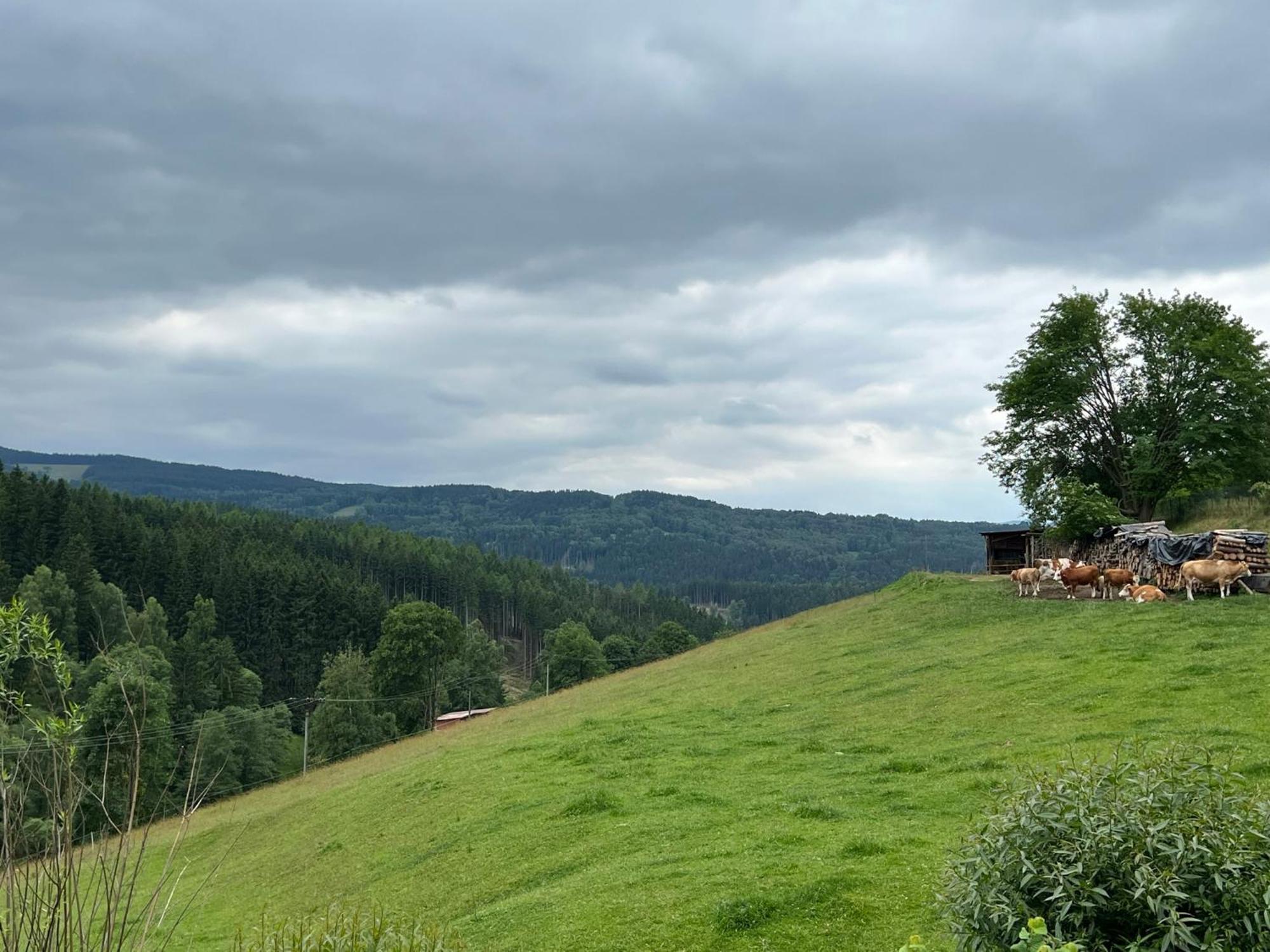 Apartment Brusinka Kasperske Hory Zewnętrze zdjęcie